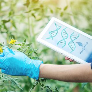 CRISPR crops - global food security