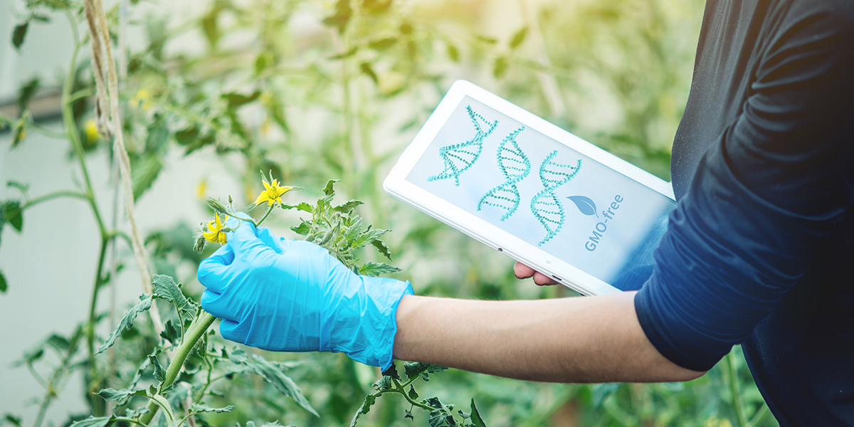 CRISPR crops - global food security